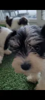 Molly, a female Miniature Schnauzer for sale in Traverse City, MI – 5 of 7