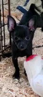 Mickey, a male Chihuahua for sale in Traverse City, MI – 1 of 4