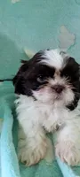 Pecan, a male Shih Tzu for sale in Traverse City, MI – 2 of 4