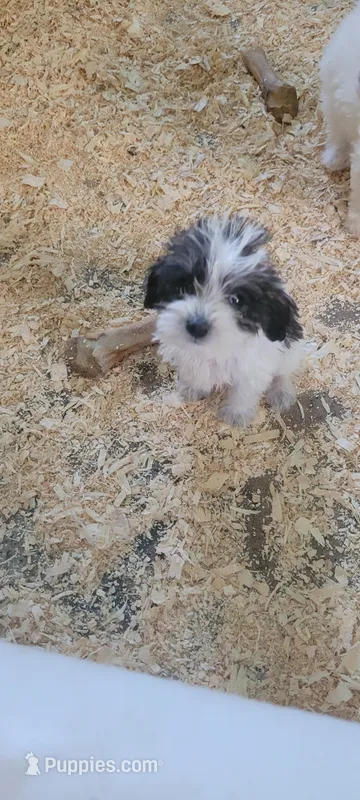 Schnoodle girl – Miniature Schnauzer, Poodle - Miniature  puppy for sale in Traverse City, MI