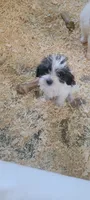 Schnoodle girl, a female Miniature Schnauzer and Poodle - Miniature  for sale in Traverse City, MI – 1 of 4