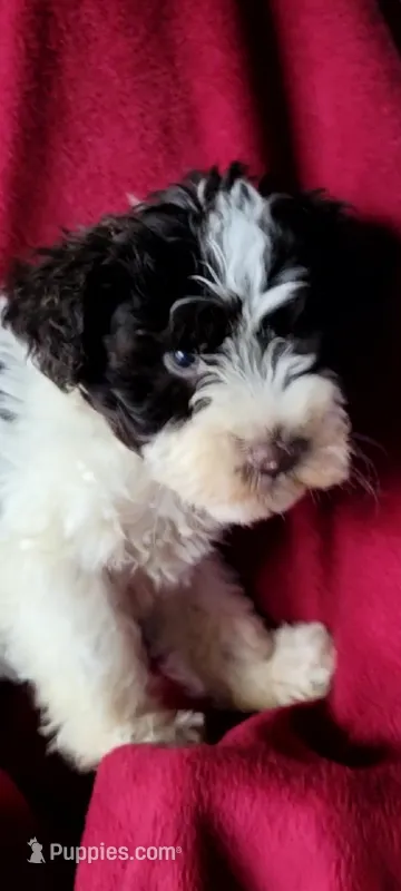 Bert AKC – Miniature Schnauzer puppy for sale in Traverse City, MI