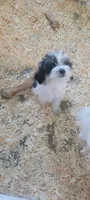 Schnoodle girl, a female Miniature Schnauzer and Poodle - Miniature  for sale in Traverse City, MI – 3 of 4