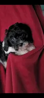 Bobby, a male Cavalier King Charles Spaniel and Poodle - Miniature  for sale in Traverse City, MI – 2 of 7