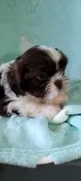 Pecan, a male Shih Tzu for sale in Traverse City, MI – 3 of 4
