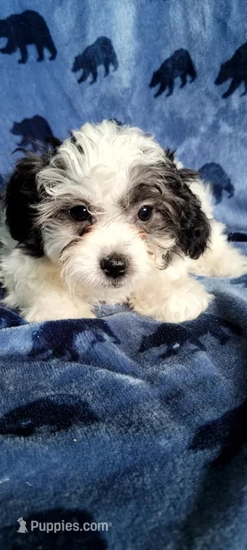 Roscoe  – Shihpoo, Shih Tzu puppy for sale in Traverse City, MI