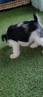 Molly, a female Miniature Schnauzer for sale in Traverse City, MI – 6 of 7