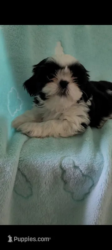 Cookie – Shih Tzu puppy for sale in Traverse City, MI