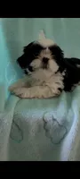 Cookie AKC, a female Shih Tzu for sale in Traverse City, MI – 2 of 4