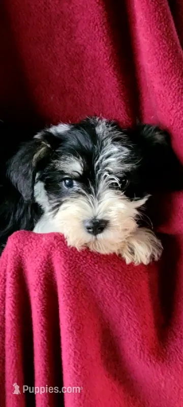 Molly – Miniature Schnauzer puppy for sale in Traverse City, MI