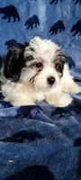 Roscoe , a male Shihpoo and Shih Tzu for sale in Traverse City, MI – 2 of 4