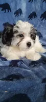 Roscoe , a male Shihpoo and Shih Tzu for sale in Traverse City, MI – 3 of 4
