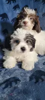 Roscoe , a male Shihpoo and Shih Tzu for sale in Traverse City, MI – 4 of 4