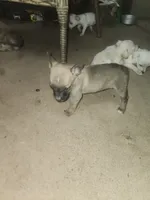 Appleheads, a male Chihuahua for sale in Tucson, AZ – 3 of 3