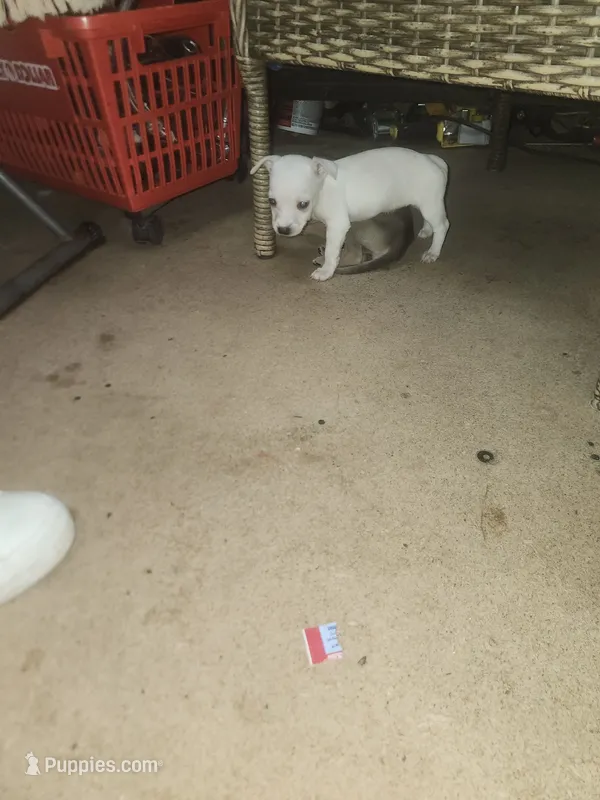 Appleheads – Chihuahua puppy for sale in Tucson, AZ