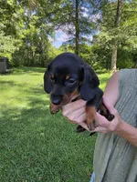 Black and tan male, a male Miniature Dachshund for sale in Maple Hill, NC – 2 of 2