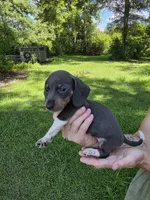 Blue and white piebald male, a male Miniature Dachshund for sale in Maple Hill, NC – 2 of 2