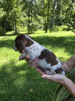 Chocolate and tan piebald mini Dachshund Male , a male Miniature Dachshund for sale in Maple Hill, NC – 3 of 3
