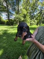 Black and tan male mini Dachshund , a male Miniature Dachshund for sale in Maple Hill, NC – 2 of 2