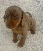 Miniature Dachshund, a female Miniature Dachshund for sale in Maple Hill, NC – Photo 1 of 5