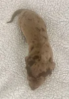 Miniature Dachshund, a female Miniature Dachshund for sale in Maple Hill, NC – Photo 5 of 5