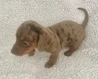 Miniature Dachshund, a female Miniature Dachshund for sale in Maple Hill, NC – Photo 4 of 5