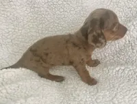 Miniature Dachshund, a female Miniature Dachshund for sale in Maple Hill, NC – Photo 3 of 5
