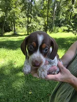 Chocolate and tan piebald mini Dachshund Male , a male Miniature Dachshund for sale in Maple Hill, NC – 2 of 3