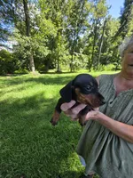Black and tan male mini Dachshund , a male Miniature Dachshund for sale in Maple Hill, NC – 1 of 2