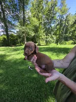 Chocolate and tan mini Dachshund male , a male Miniature Dachshund for sale in Maple Hill, NC – 1 of 2
