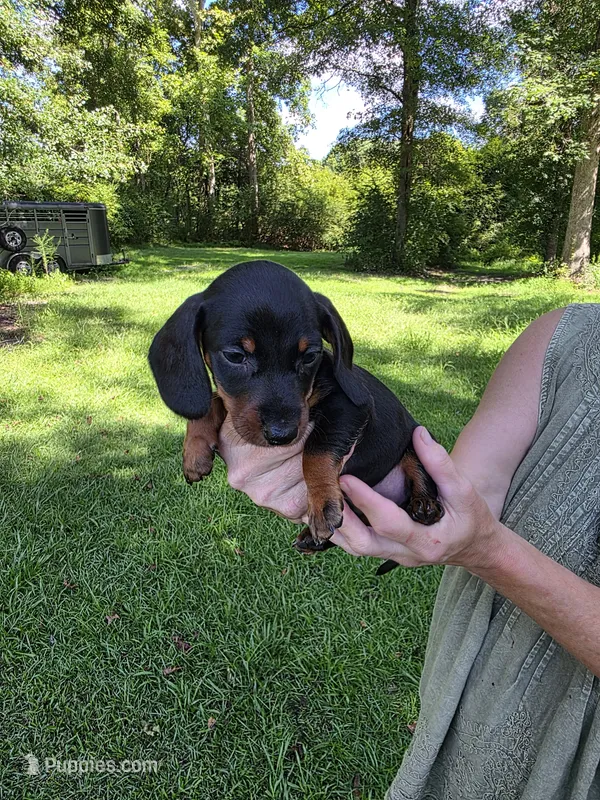 Black and tan male – Miniature Dachshund puppy for sale in Maple Hill, NC