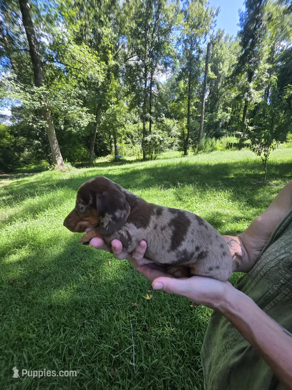 Chocolate and tan dapple mini dachshund male  – Miniature Dachshund puppy for sale in Maple Hill, NC