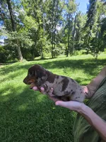 Chocolate and tan dapple mini dachshund male , a male Miniature Dachshund for sale in Maple Hill, NC – 1 of 3