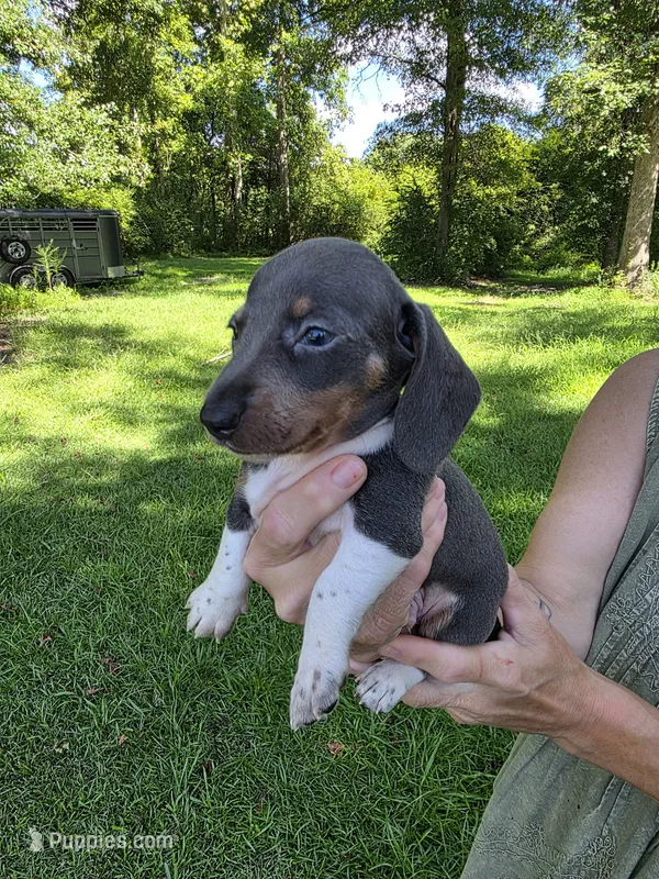 Blue and white piebald male – Miniature Dachshund puppy for sale in Maple Hill, NC