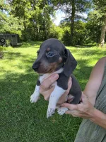 Blue and white piebald male, a male Miniature Dachshund for sale in Maple Hill, NC – 1 of 2