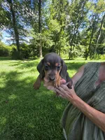 Blue and tan mini Dachshund Female , a female Miniature Dachshund for sale in Maple Hill, NC – 2 of 2
