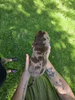 Chocolate and tan dapple mini dachshund male , a male Miniature Dachshund for sale in Maple Hill, NC – 2 of 3