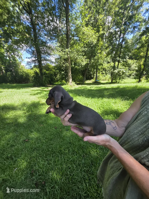 Blue and tan mini Dachshund Female  – Miniature Dachshund puppy for sale in Maple Hill, NC