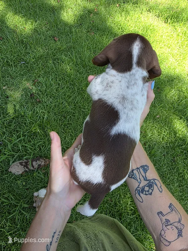 Chocolate and tan piebald mini Dachshund Male  – Miniature Dachshund puppy for sale in Maple Hill, NC