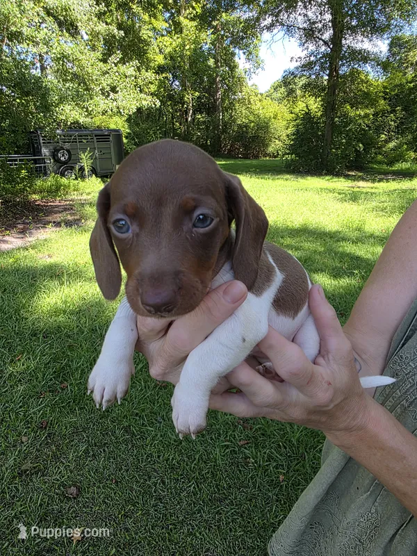 Chocolate and tan piebald female  – Miniature Dachshund puppy for sale in Maple Hill, NC