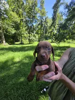 Chocolate and tan mini Dachshund male , a male Miniature Dachshund for sale in Maple Hill, NC – 2 of 2