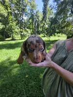 Chocolate and tan dapple mini dachshund male , a male Miniature Dachshund for sale in Maple Hill, NC – 3 of 3
