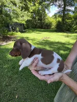 Chocolate and tan piebald female , a female Miniature Dachshund for sale in Maple Hill, NC – 2 of 2