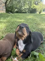 Shaggy, a male Miniature Dachshund for sale in Jonesburg, MO – 3 of 6