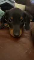 Shaggy, a male Miniature Dachshund for sale in Jonesburg, MO – 4 of 6