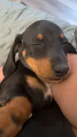 Shaggy, a male Miniature Dachshund for sale in Jonesburg, MO – 5 of 6