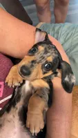 Fred, a male Miniature Dachshund for sale in Jonesburg, MO – 6 of 6
