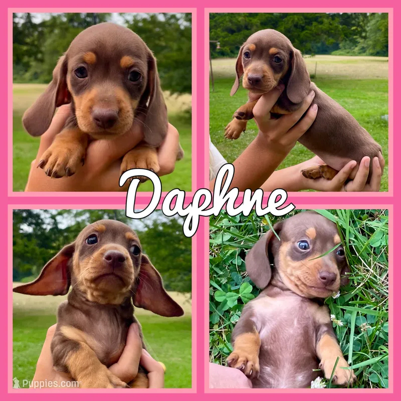 Daphne – Miniature Dachshund puppy for sale in Jonesburg, MO