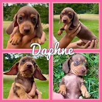 Daphne, a female Miniature Dachshund for sale in Jonesburg, MO – 1 of 2