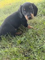 Shaggy, a male Miniature Dachshund for sale in Jonesburg, MO – 2 of 6